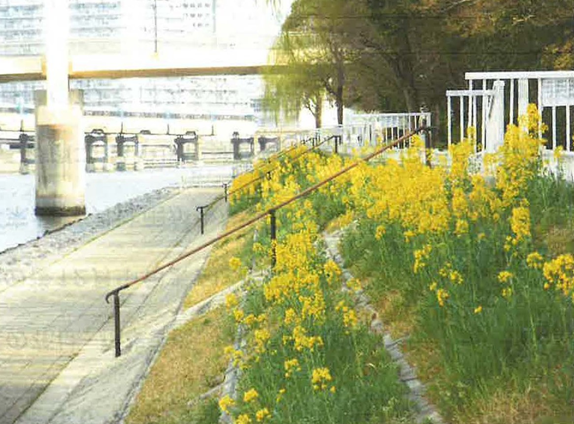 11/8 京浜運河緑道公園で菜の花の種まきをしませんか？