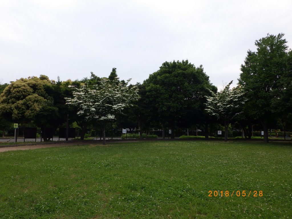 クスノキ広場