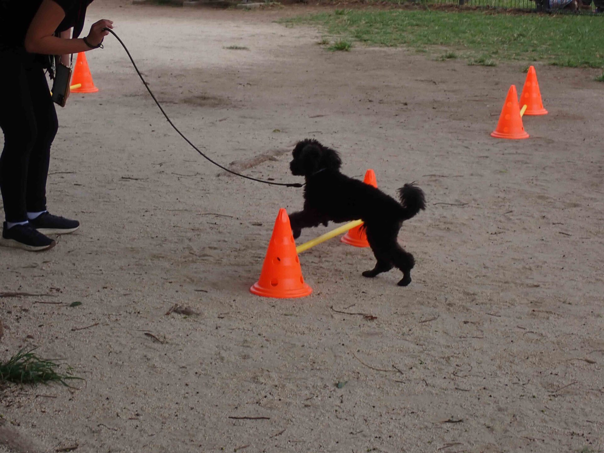 11月23日（日）犬のしつけ教室開催のお知らせ